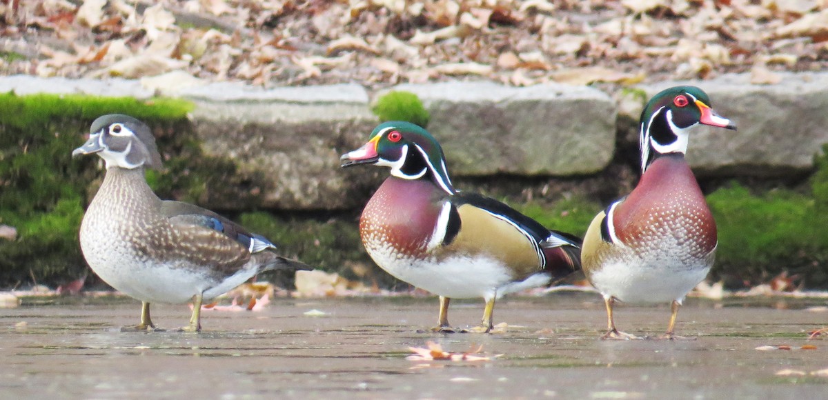 Canard branchu - ML646544313