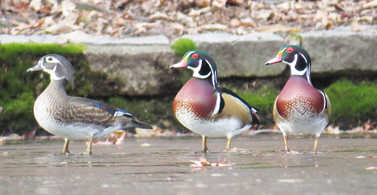 Canard branchu - ML646544314