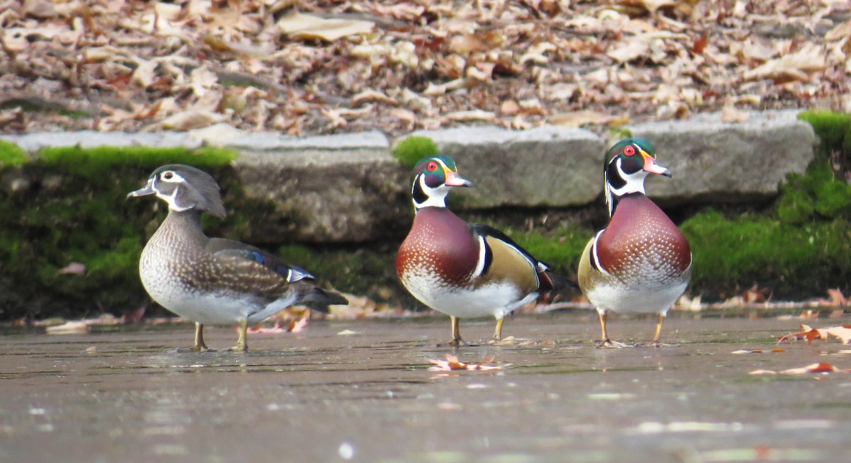 Canard branchu - ML646544315