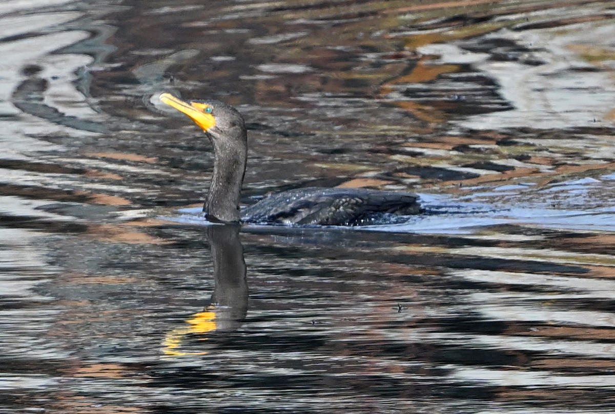 Ушастый баклан - ML646544316