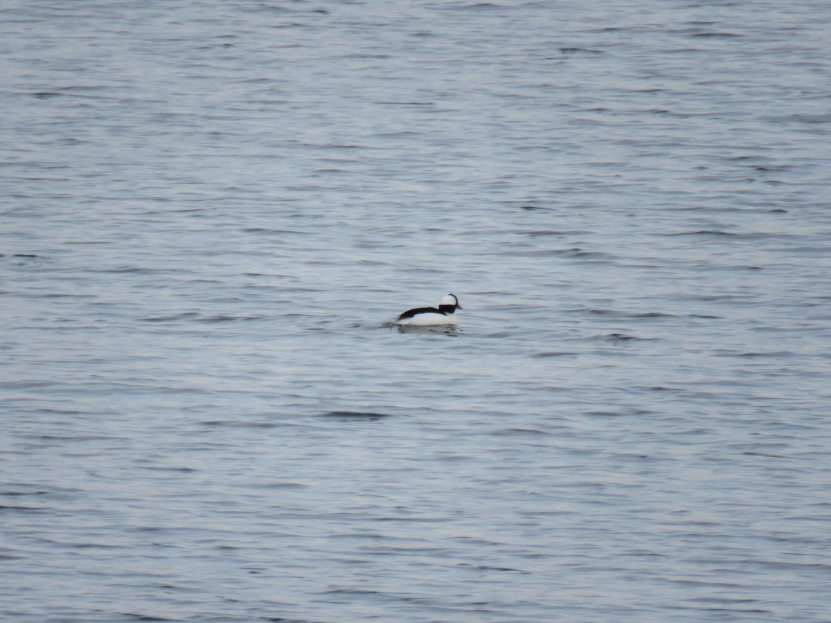 Bufflehead - ML646544318