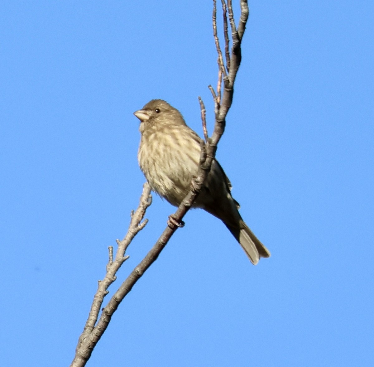 hýl rudoprsý - ML646544320