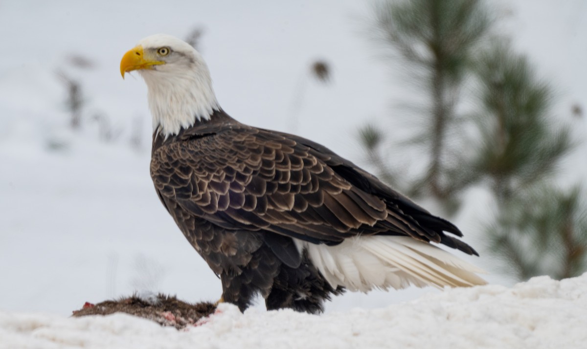 Pygargue à tête blanche - ML646544321
