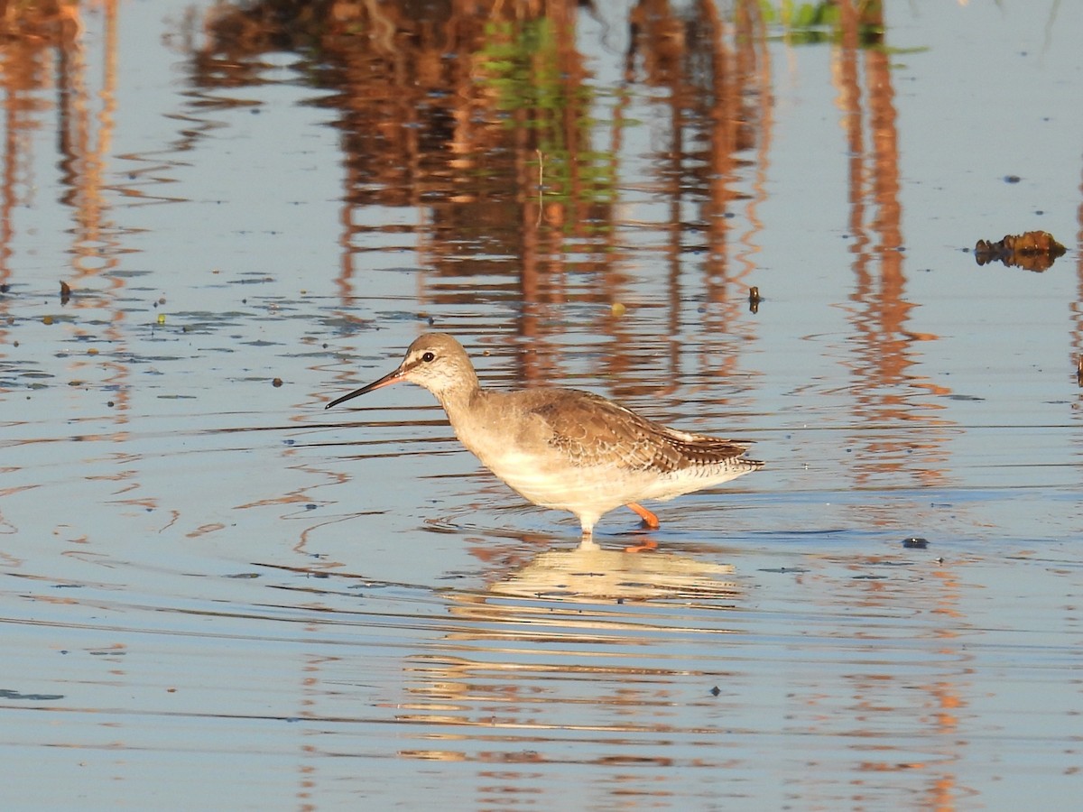 Totano moro - ML646544323