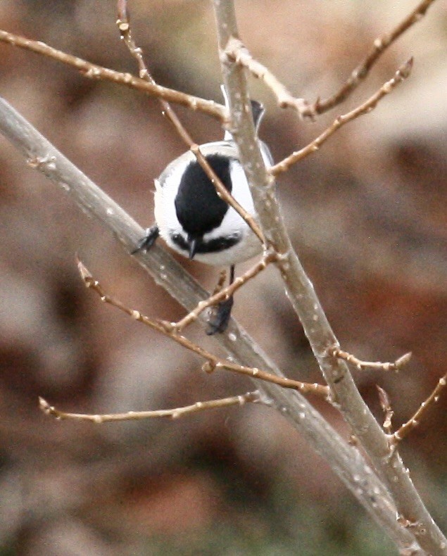 Black-capped Chickadee - ML646544324
