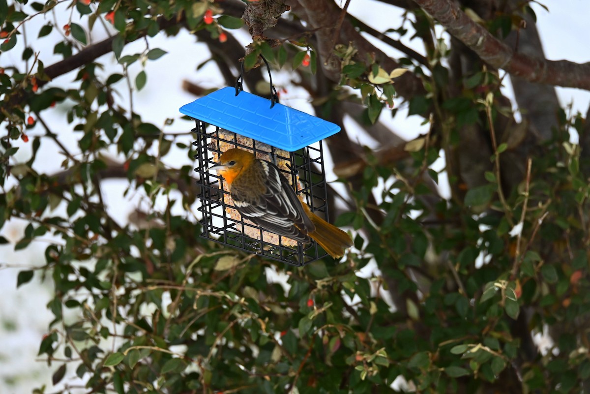 Baltimore Oriole - ML646544325