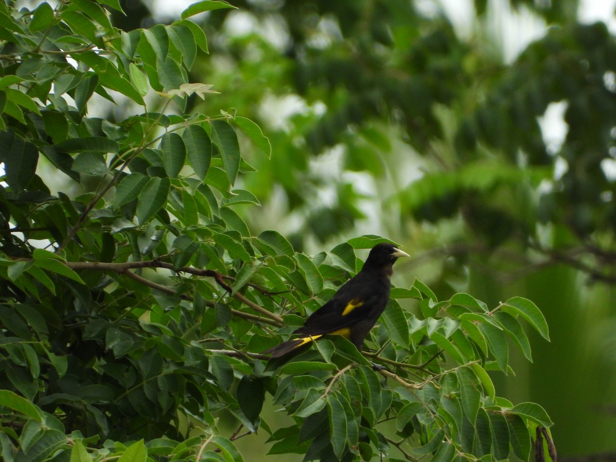 Yellow-rumped Cacique - ML646544327