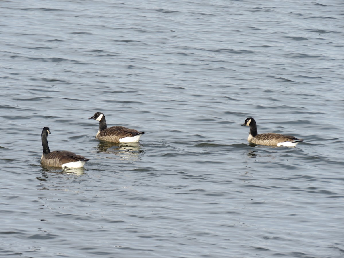 Canada Goose - ML646544333