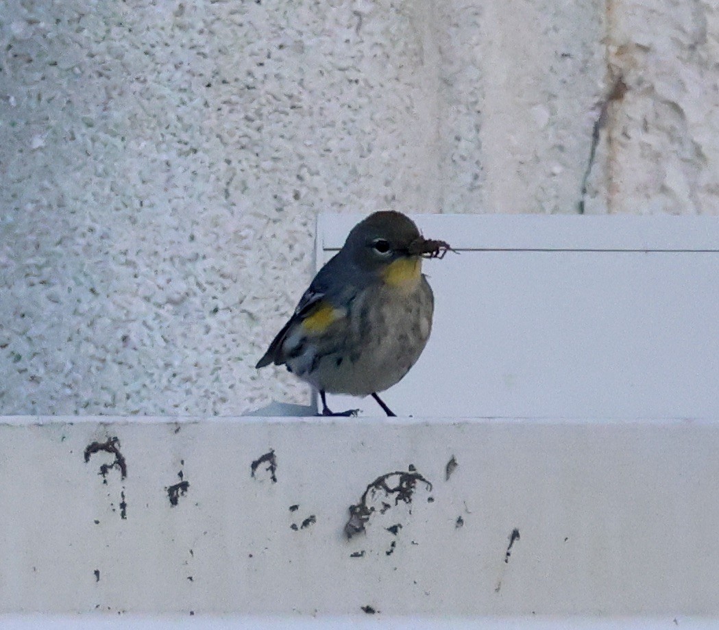 lesňáček žlutoskvrnný - ML646544335