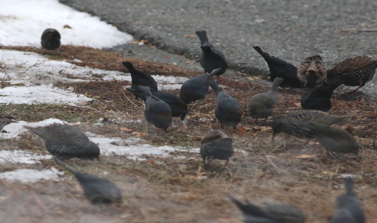 Braunkopf-Kuhstärling - ML646544336