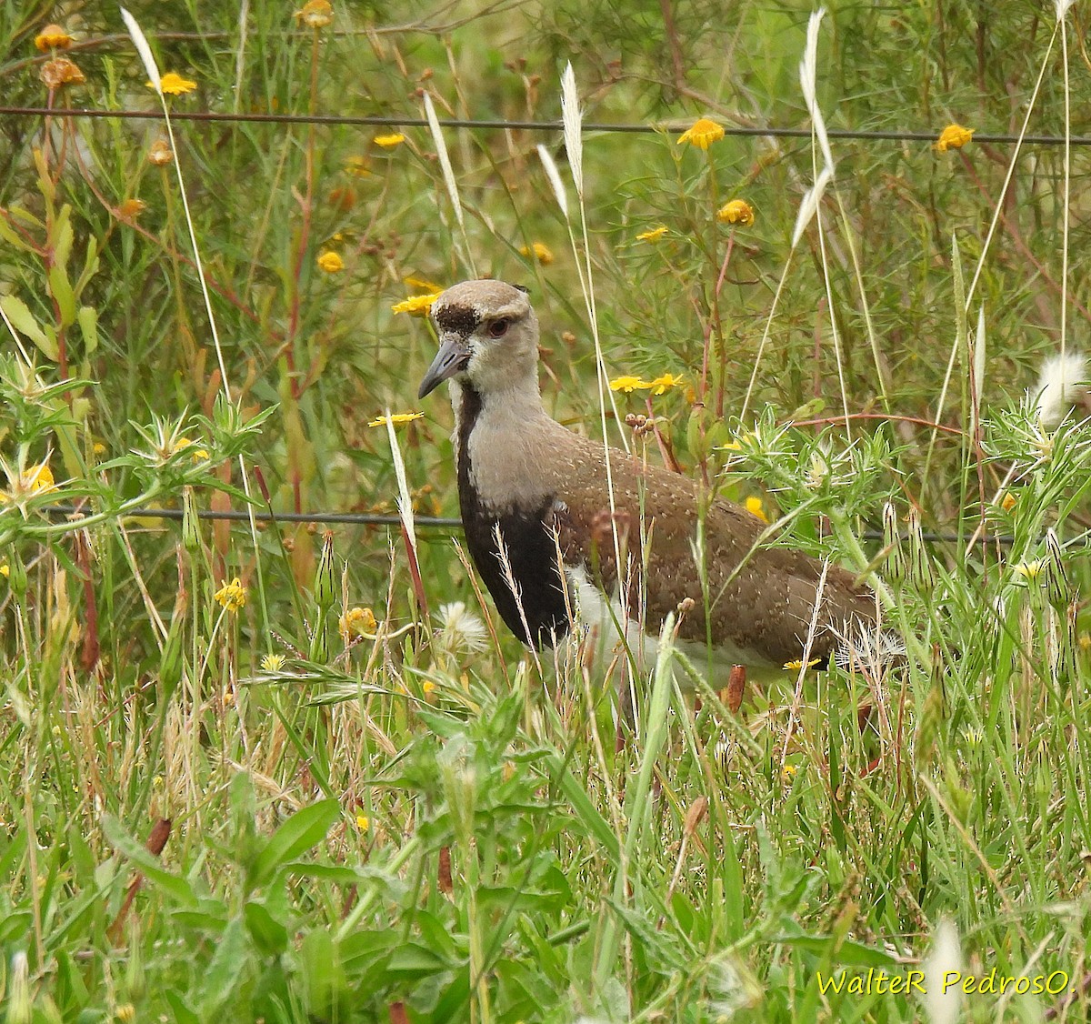 Bronzekiebitz - ML646544338