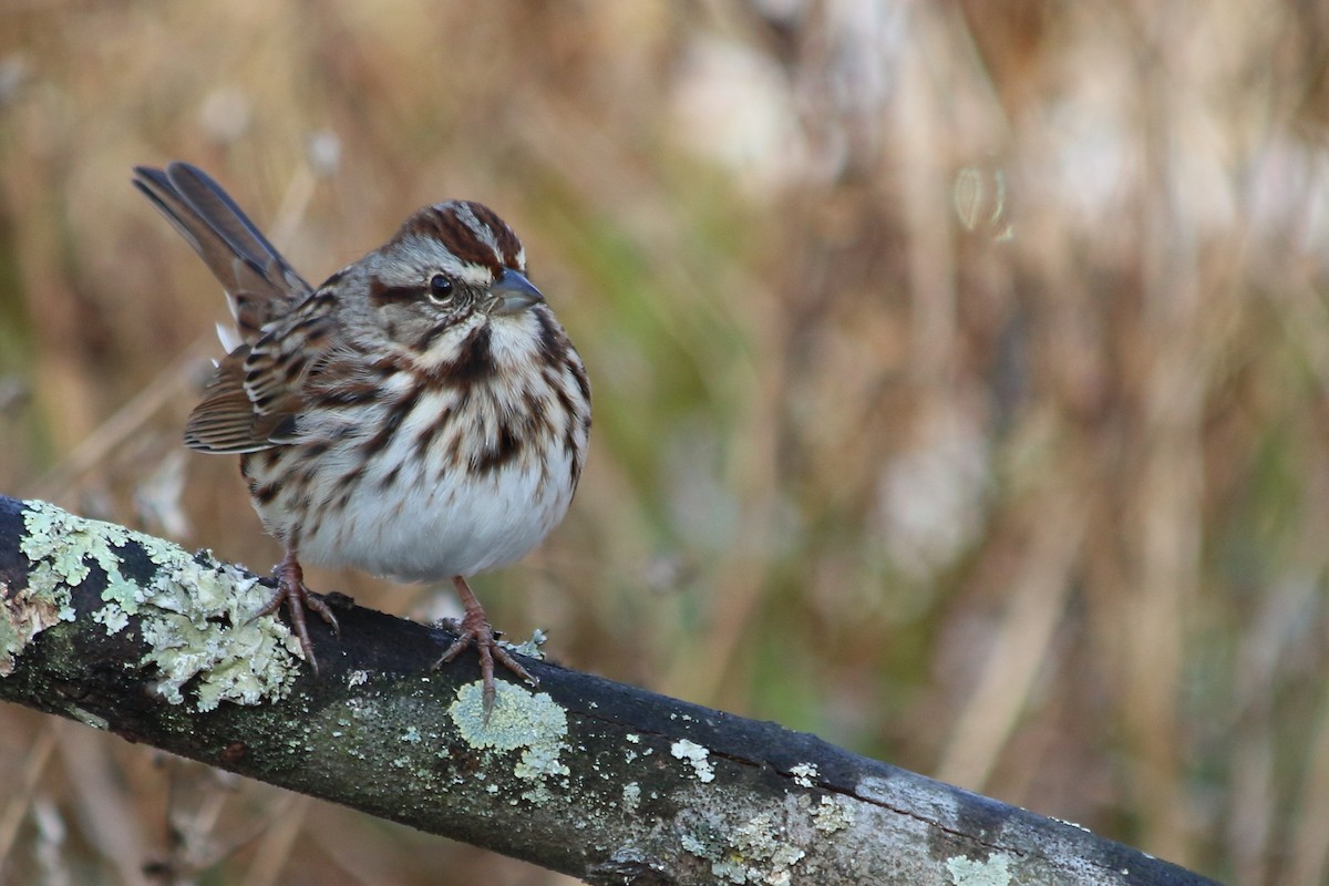 Song Sparrow - ML646544339