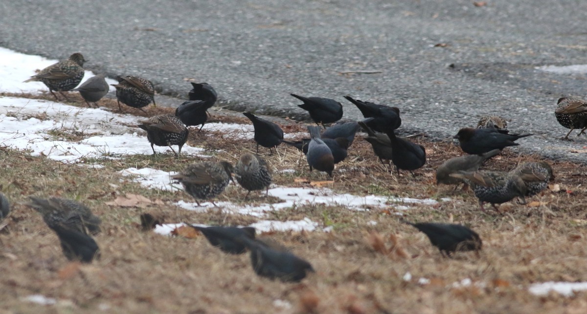 Braunkopf-Kuhstärling - ML646544341