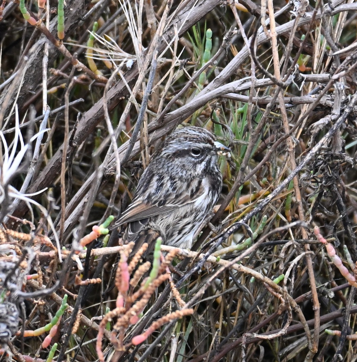 Song Sparrow - ML646544348