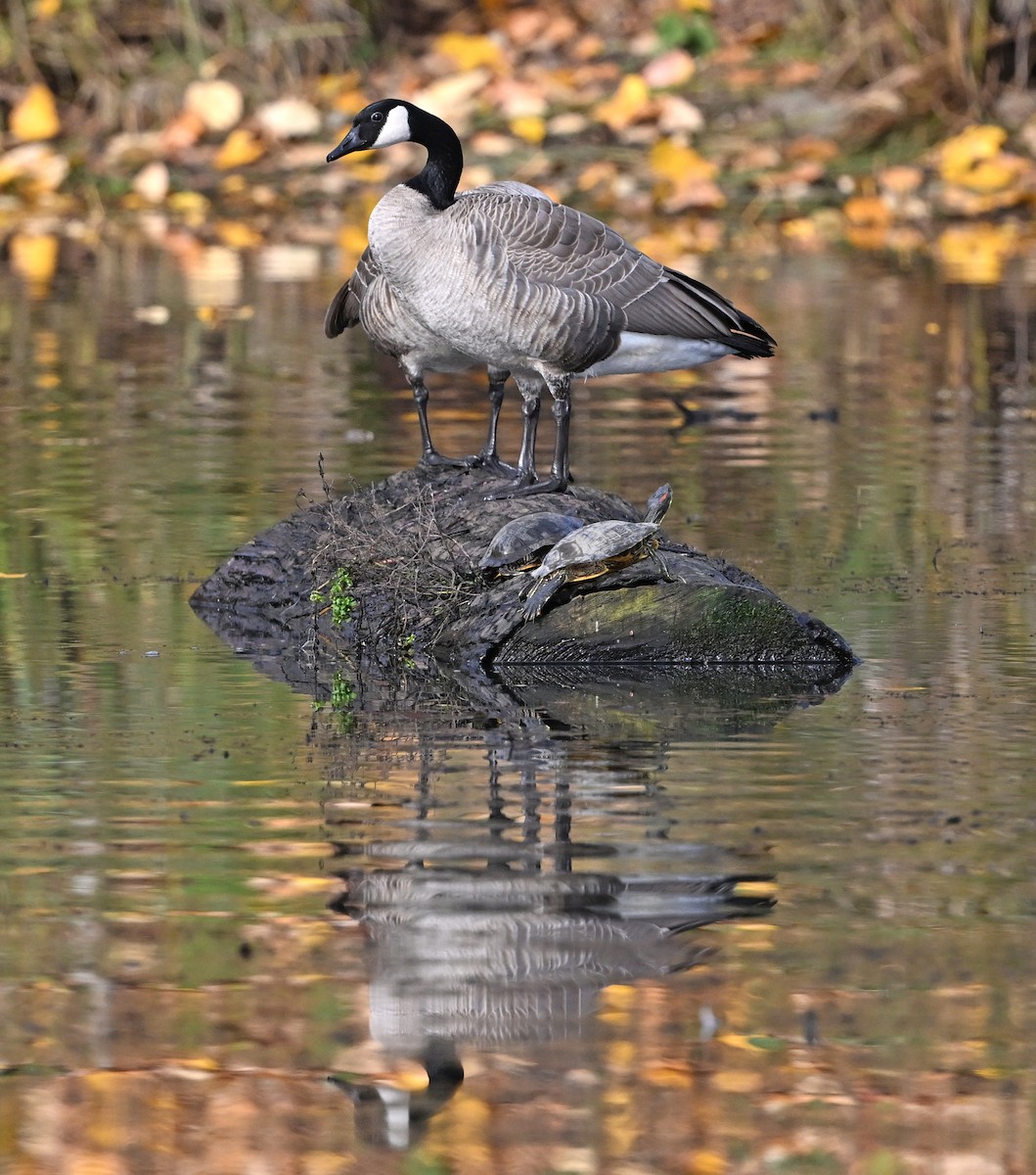 Канадская казарка - ML646544349