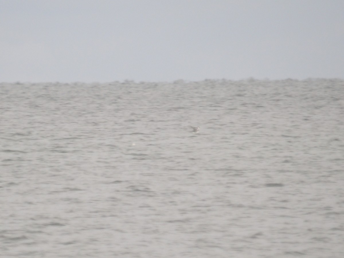 Rock Pigeon (Feral Pigeon) - ML646544352