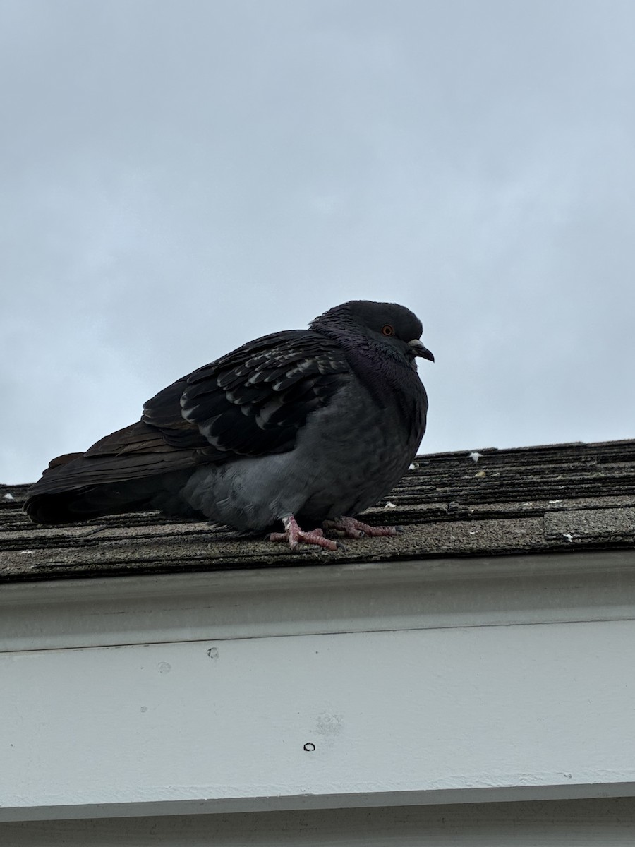 Rock Pigeon (Feral Pigeon) - ML646544355