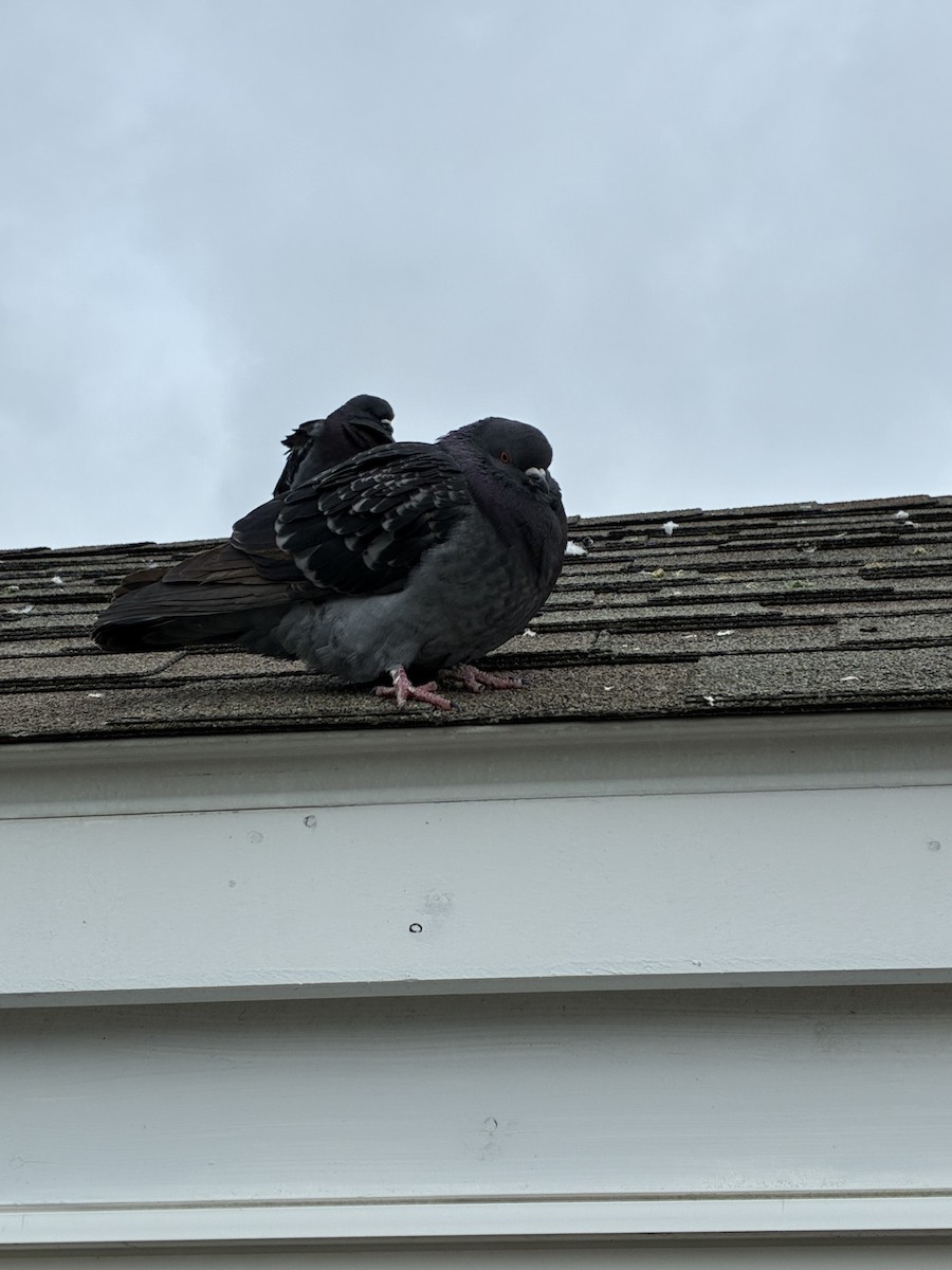 Rock Pigeon (Feral Pigeon) - ML646544356