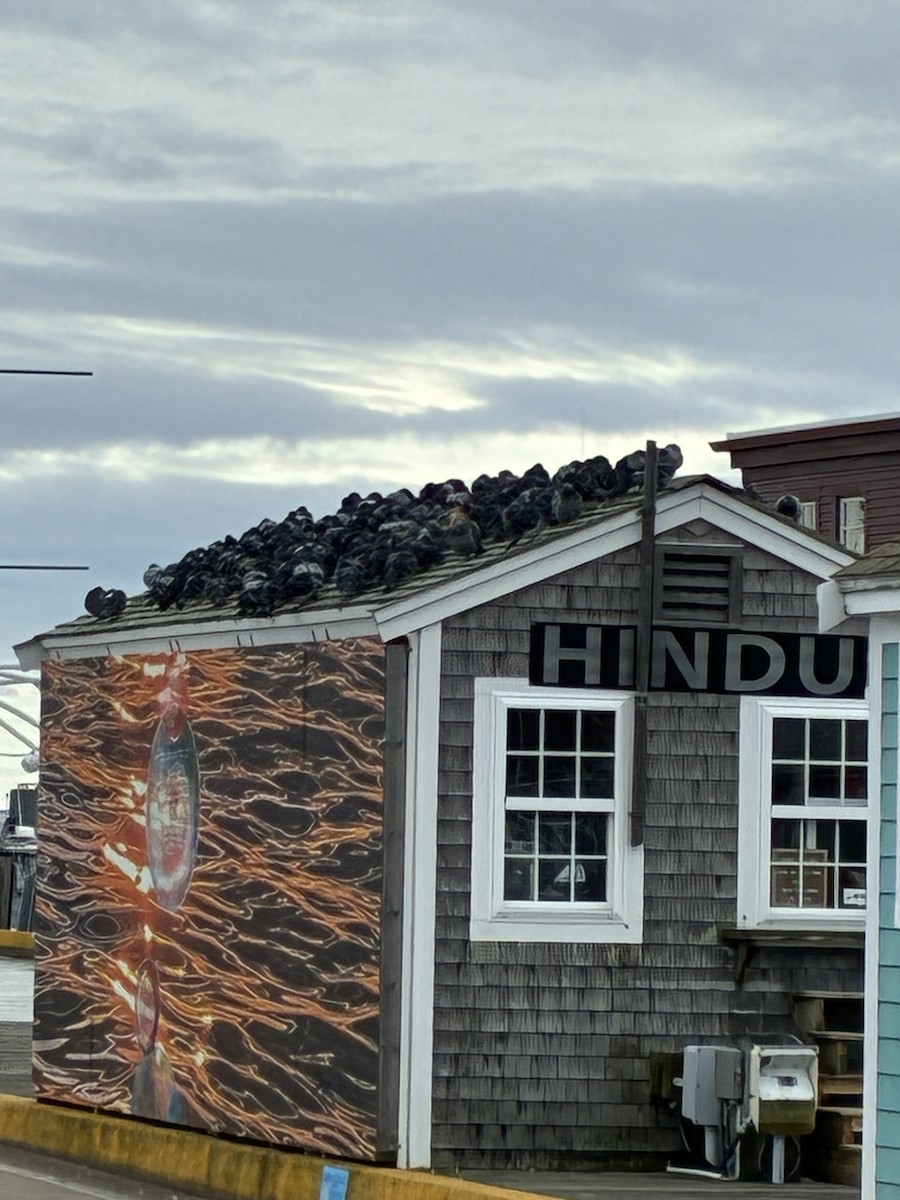 Rock Pigeon (Feral Pigeon) - ML646544357