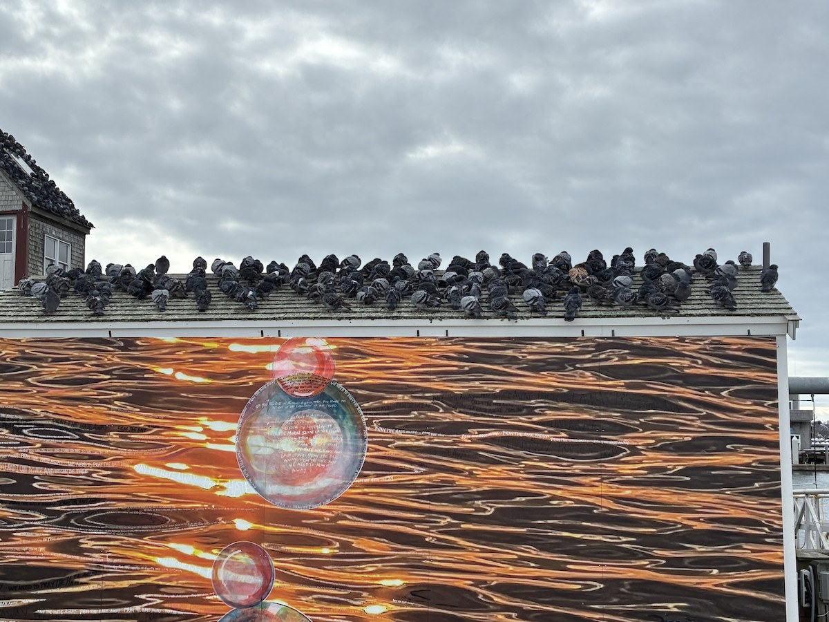 Rock Pigeon (Feral Pigeon) - ML646544358