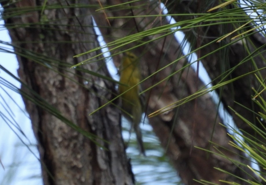 Pine Warbler - ML646544360