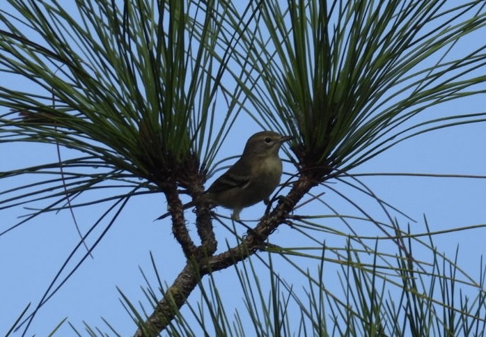 Pine Warbler - ML646544361