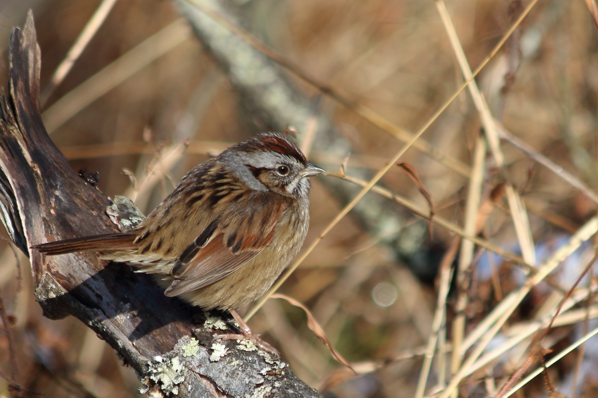 Swamp Sparrow - ML646544363