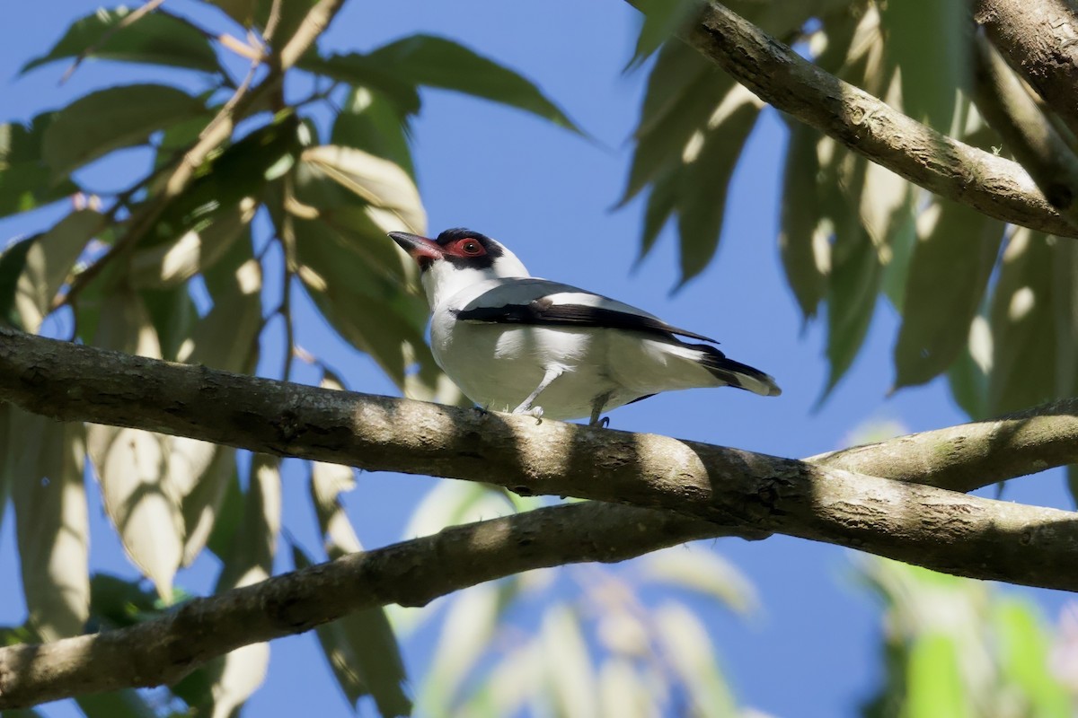 Masked Tityra - ML646544364