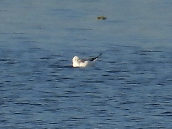 Gabbiano comune - ML646544365