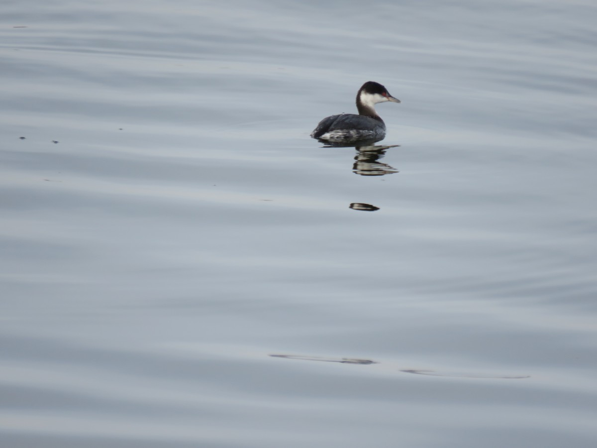 Horned Grebe - ML646544367