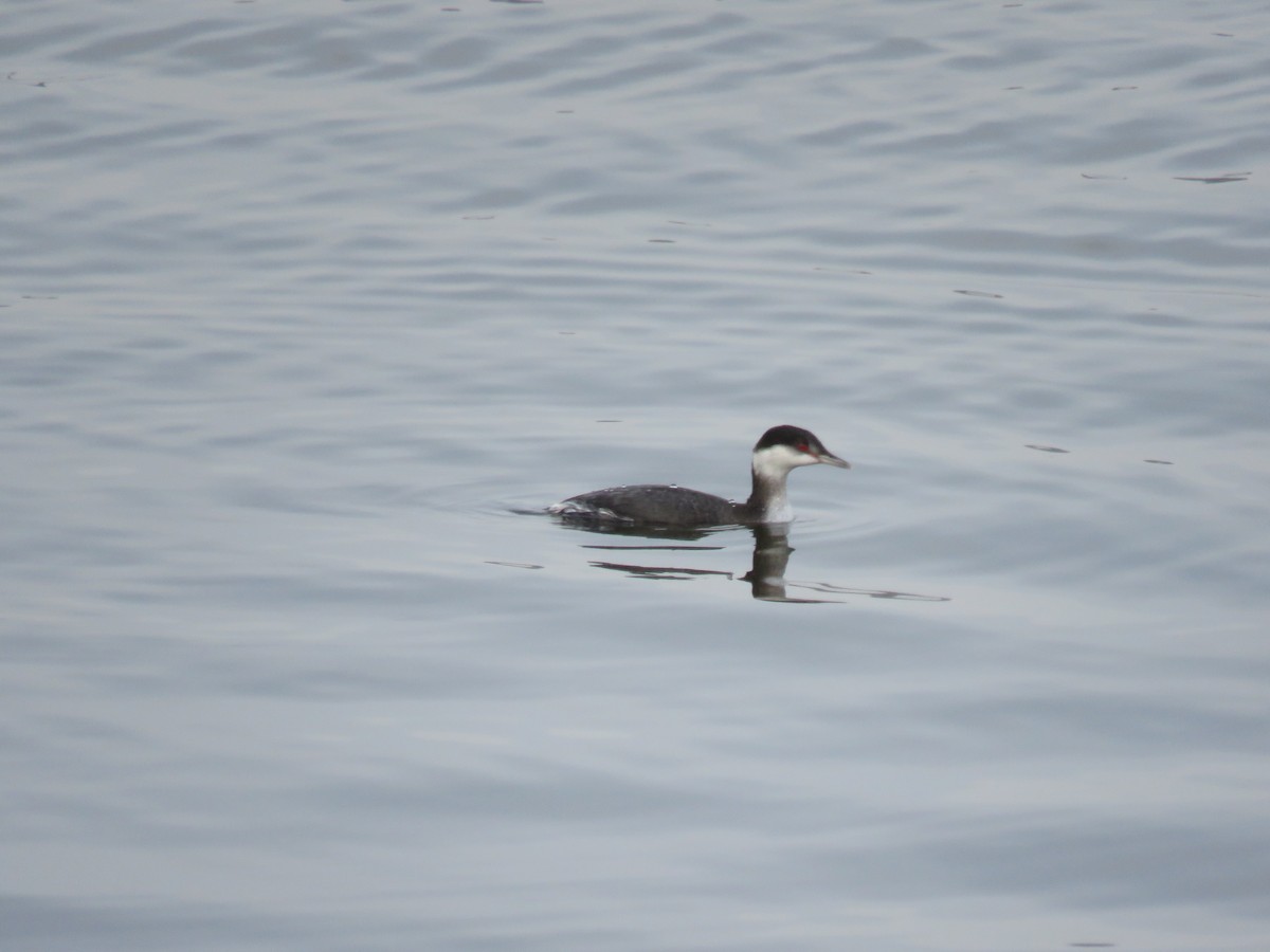 Horned Grebe - ML646544368