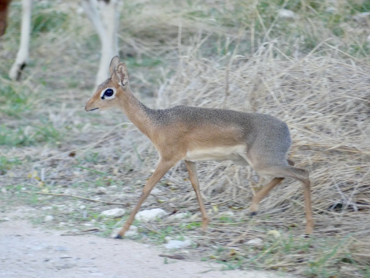 Damara Dik-dik - ML646544370