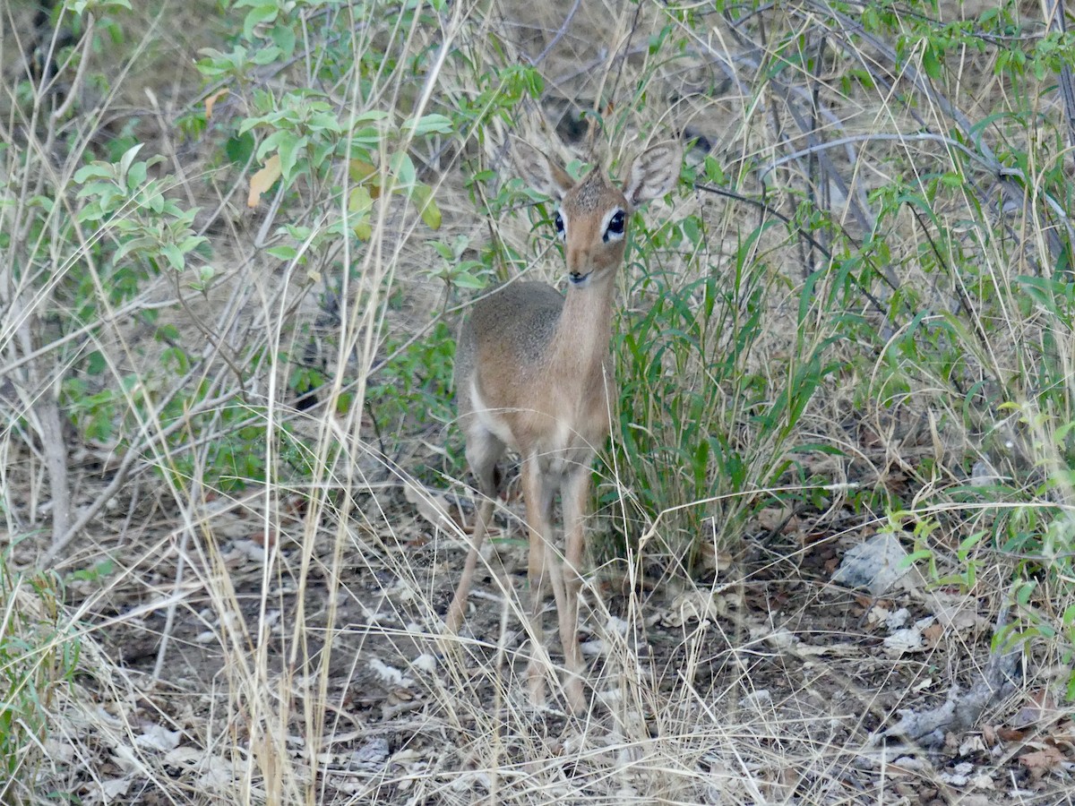 Damara Dik-dik - ML646544371