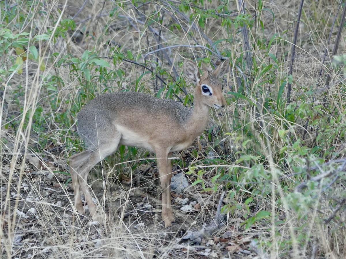 Damara Dik-dik - ML646544372