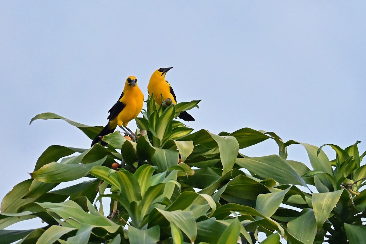 Oriole Blackbird - ML646544375