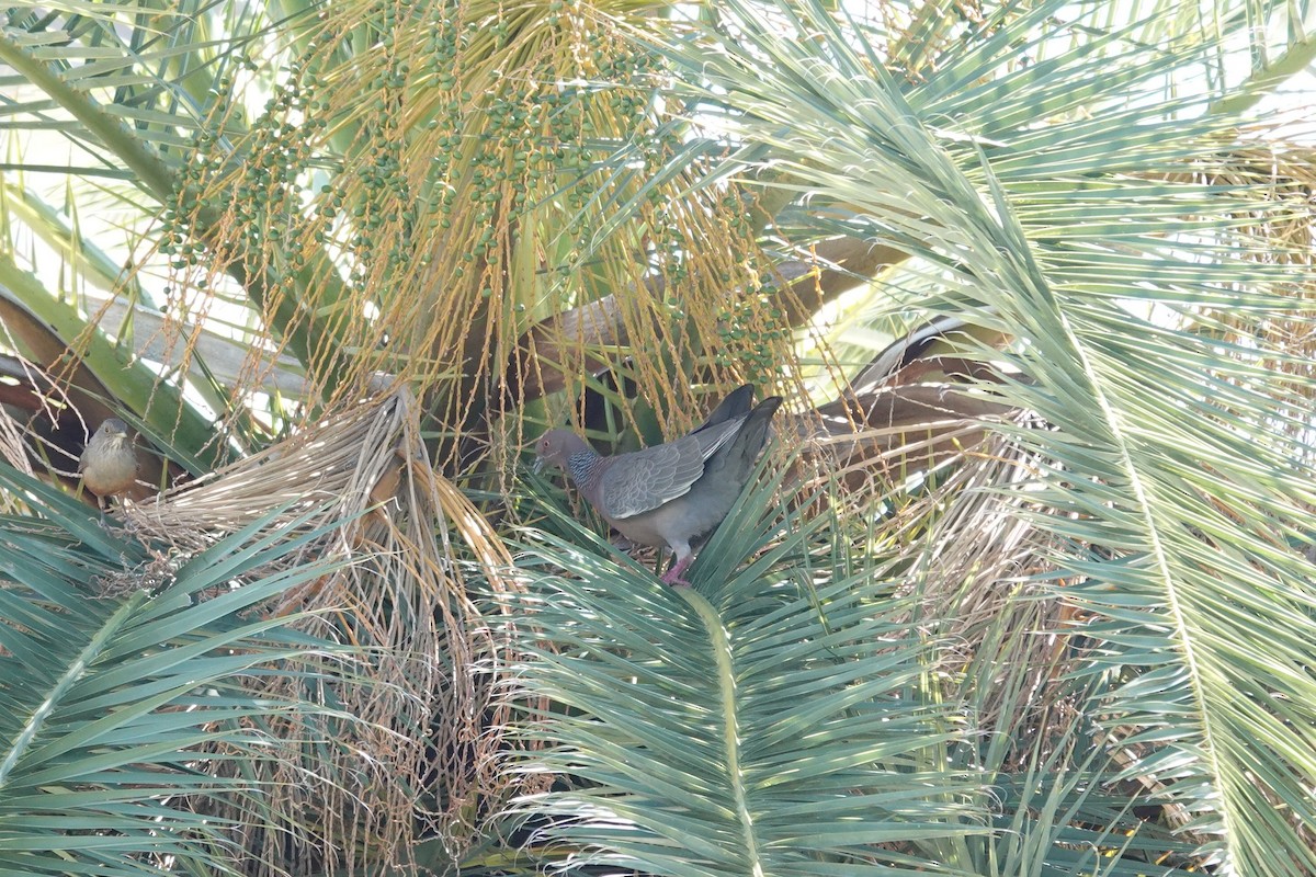 Picazuro Pigeon - ML646544381