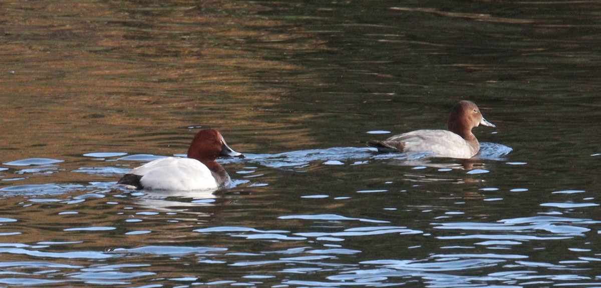 Улаан хүзүүт шумбуур - ML646544385