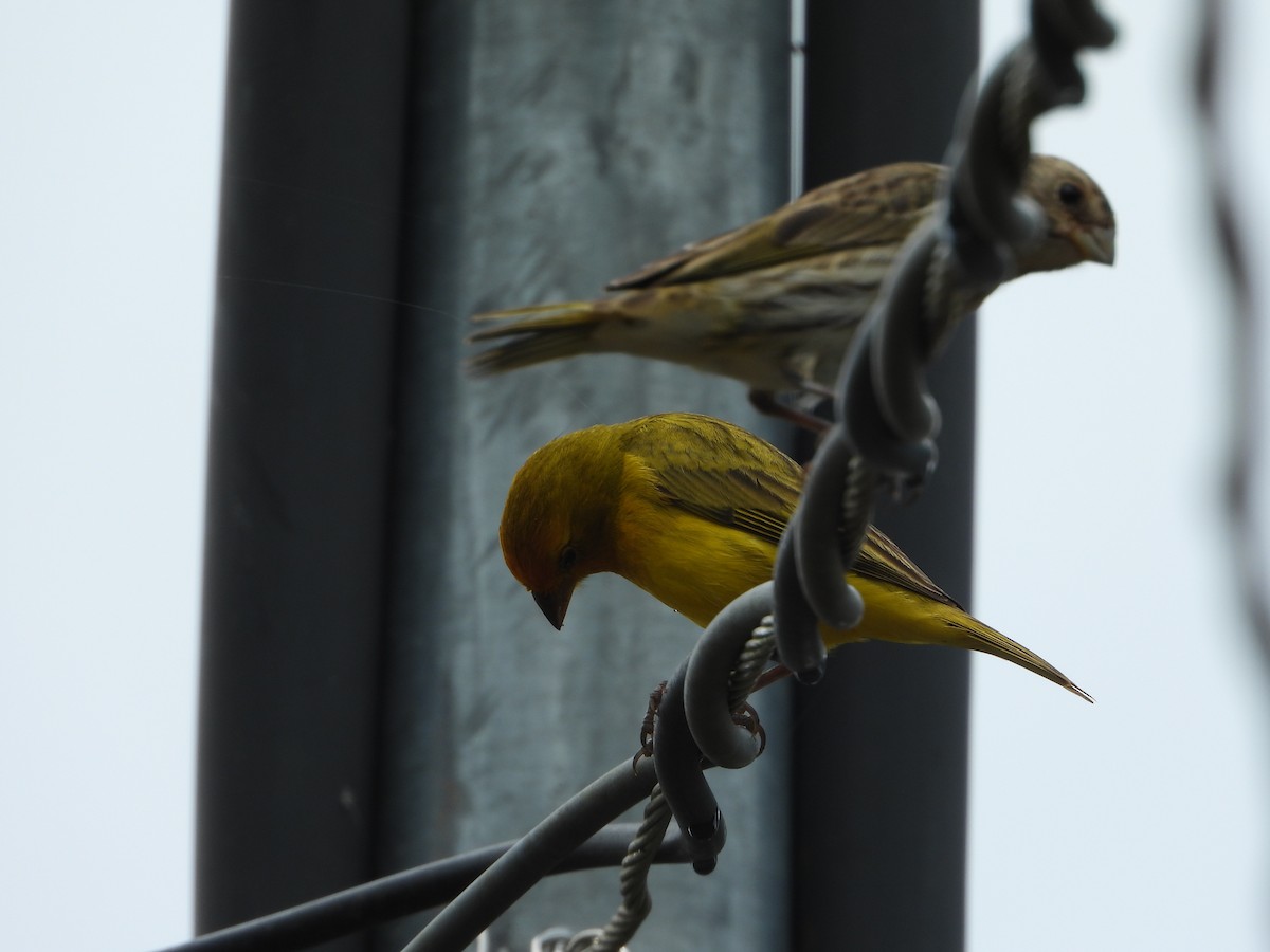 Saffron Finch - ML646544386