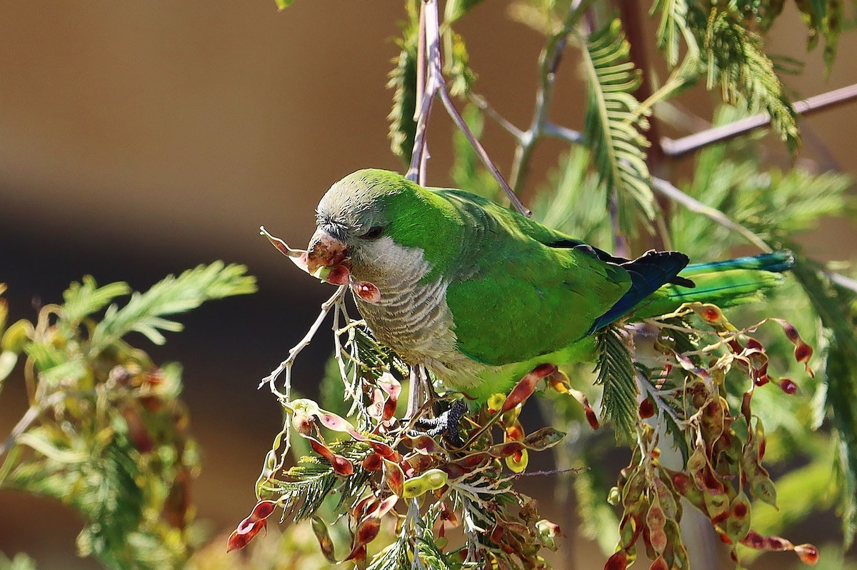 Калита сіроволий - ML646544388