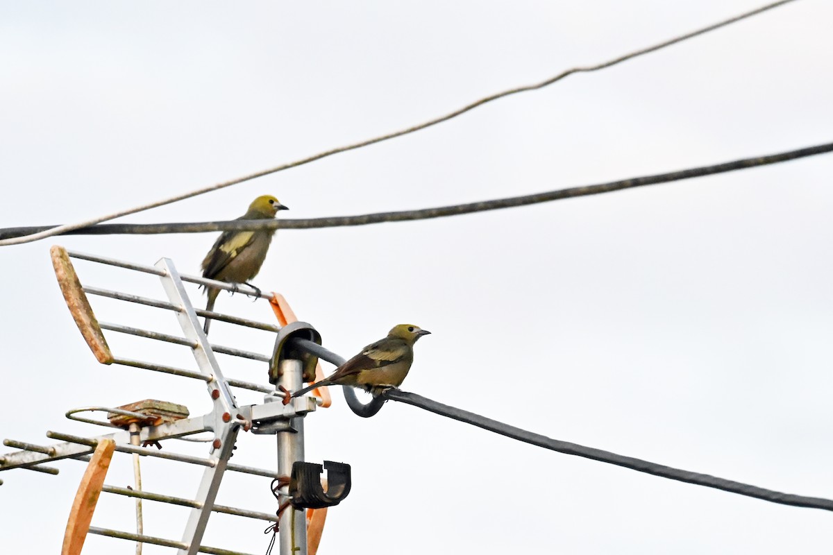 Palm Tanager - ML646544389