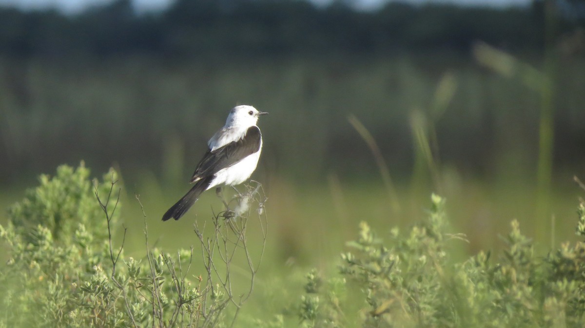 Black-and-white Monjita - ML646544393