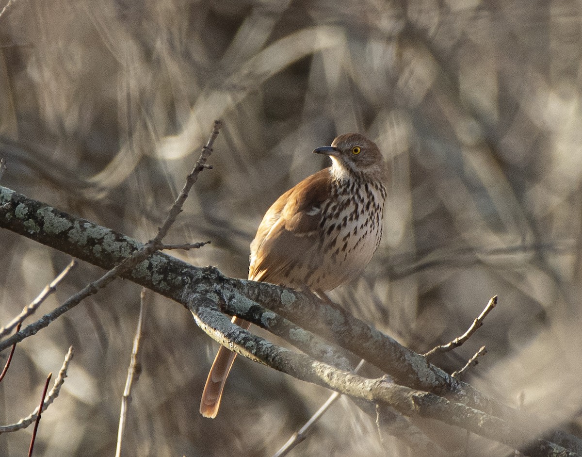 Kahverengi Çöpçü - ML646544394