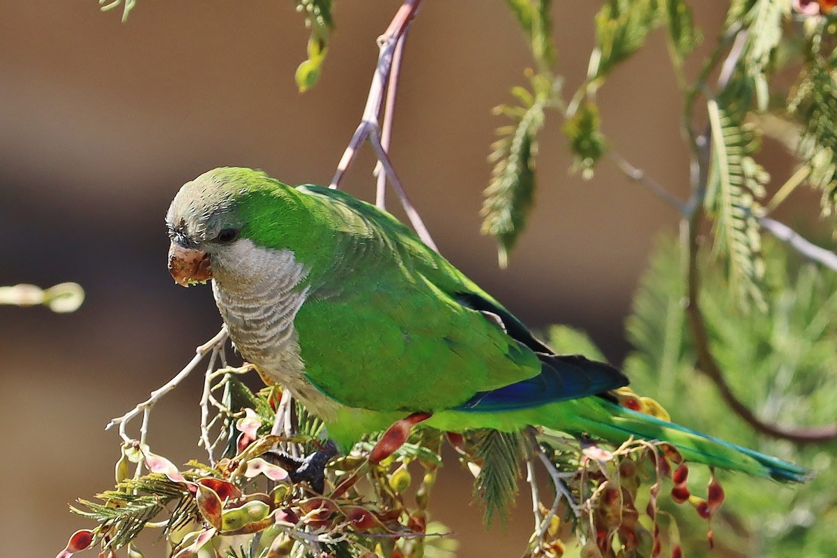 Калита сіроволий - ML646544396