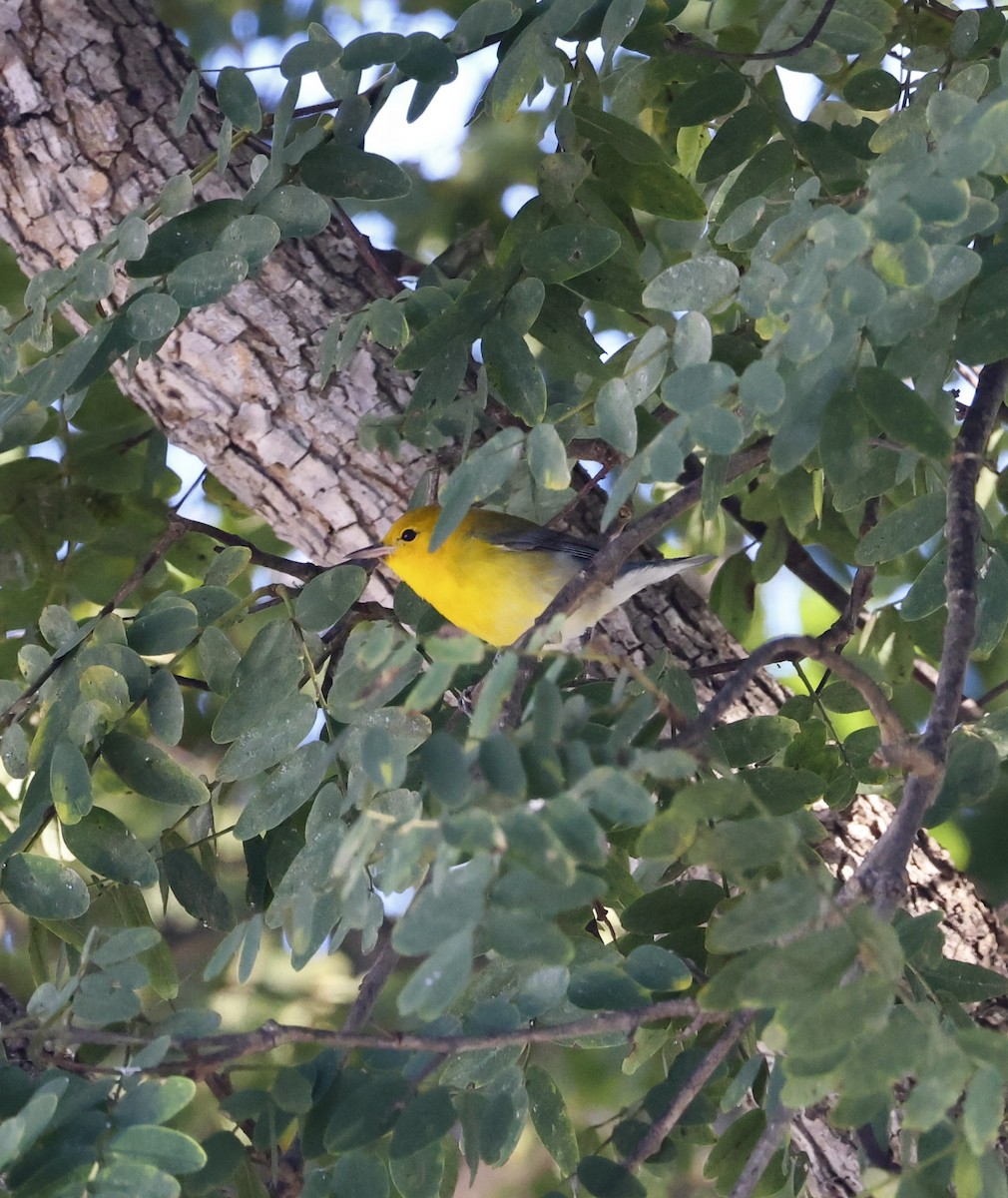 Prothonotary Warbler - ML646544397