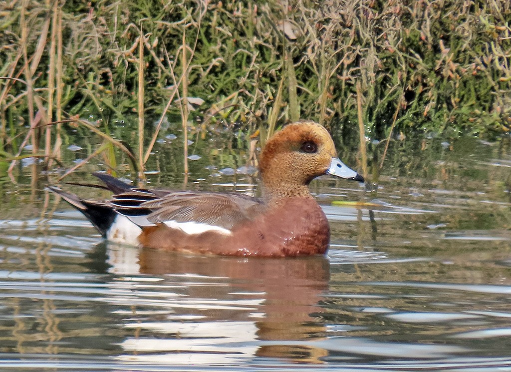 雑種 ヒドリガモ ｘ アメリカヒドリ - ML646544401