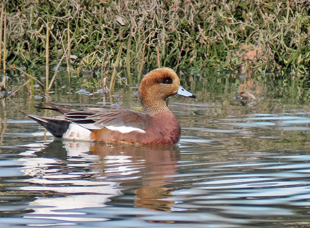 雑種 ヒドリガモ ｘ アメリカヒドリ - ML646544402