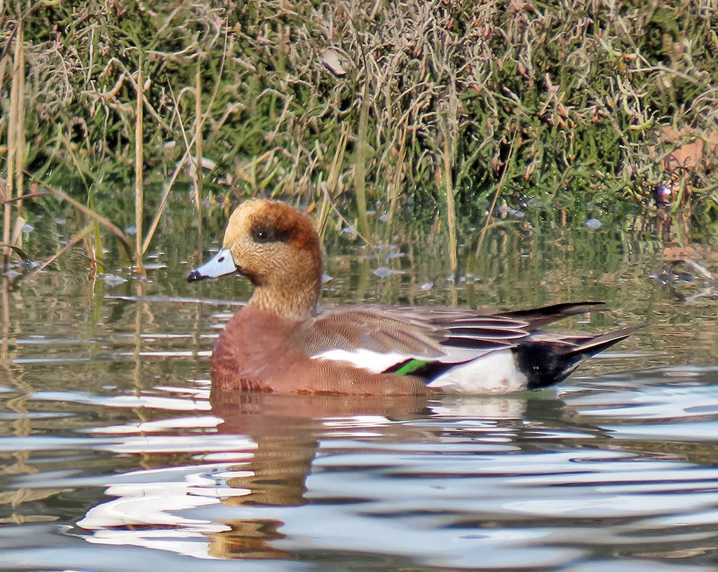 雑種 ヒドリガモ ｘ アメリカヒドリ - ML646544403