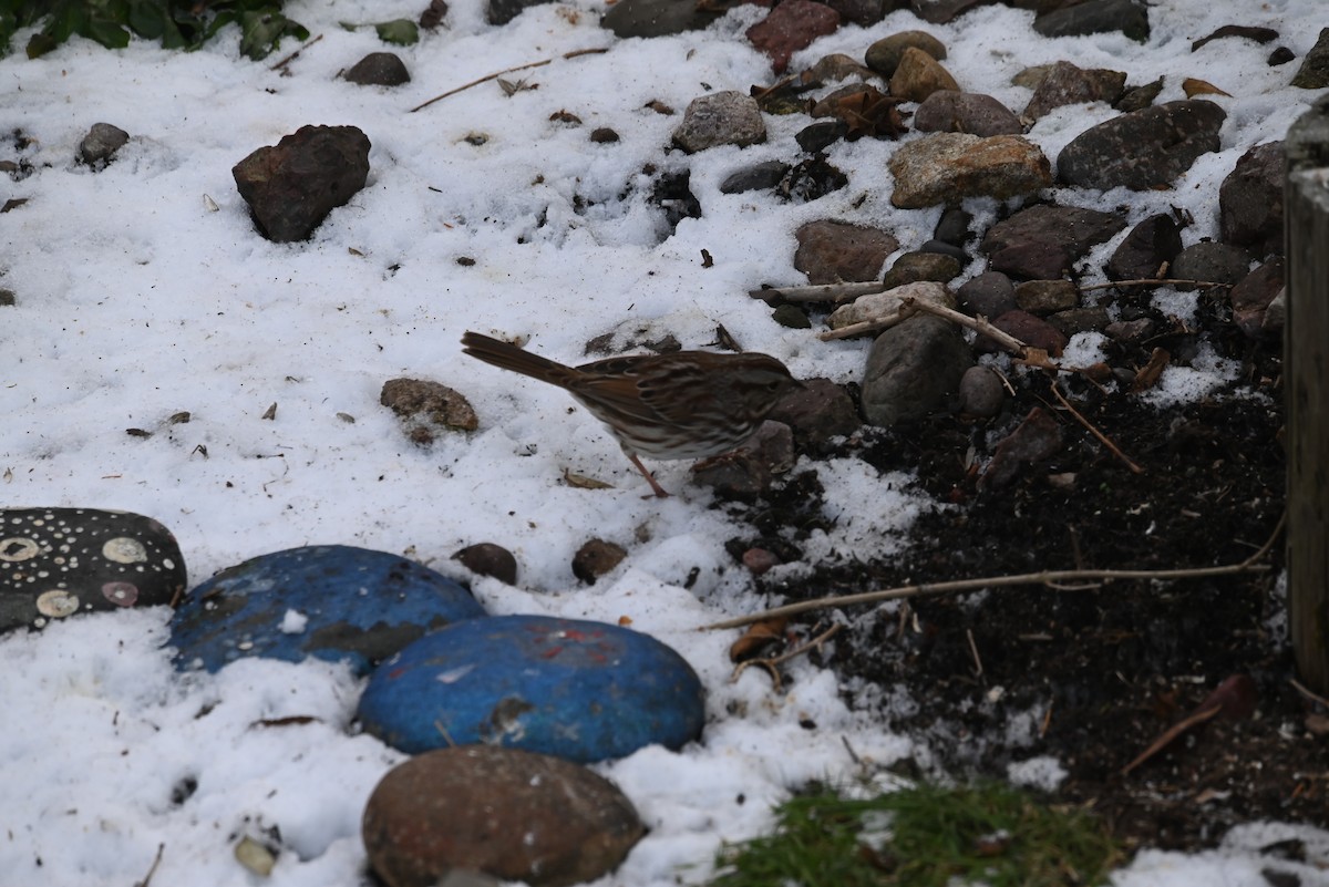Song Sparrow - ML646544417
