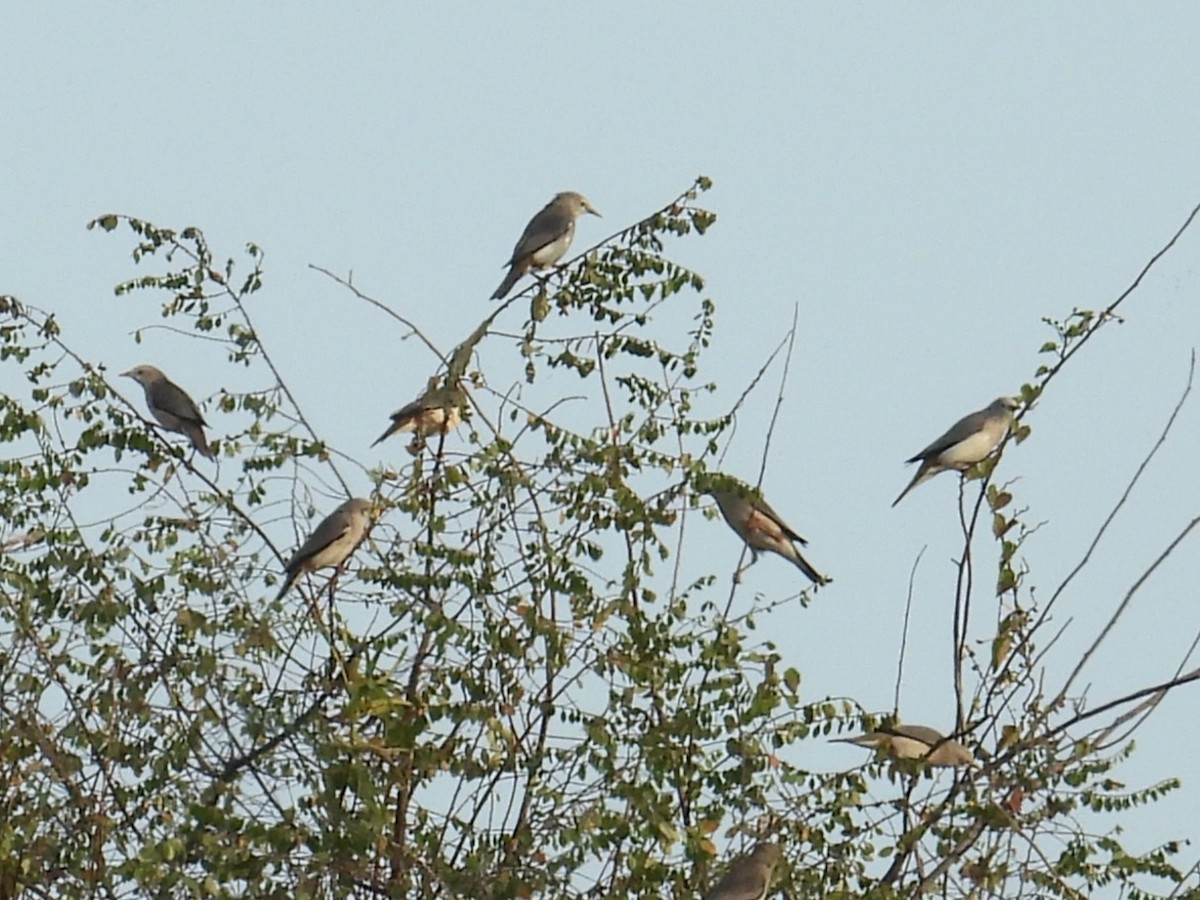 Chestnut-tailed Starling - ML646544420