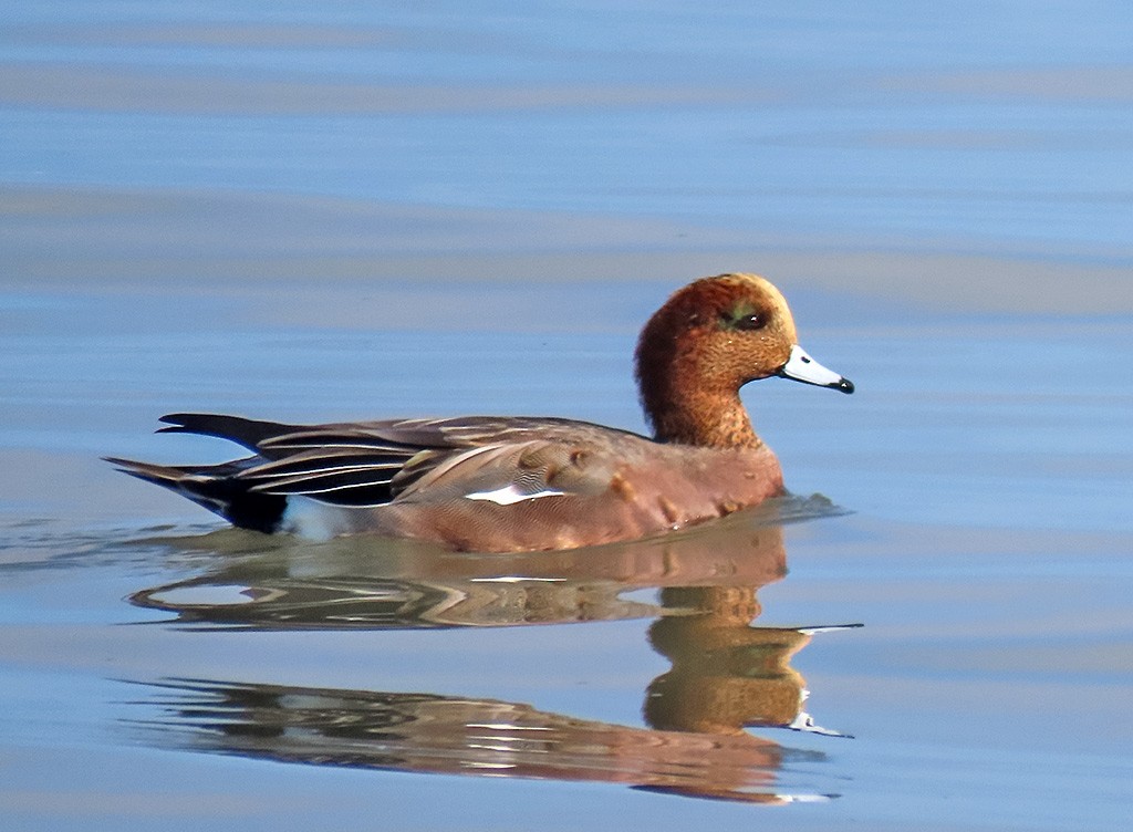 雑種 ヒドリガモ ｘ アメリカヒドリ - ML646544424
